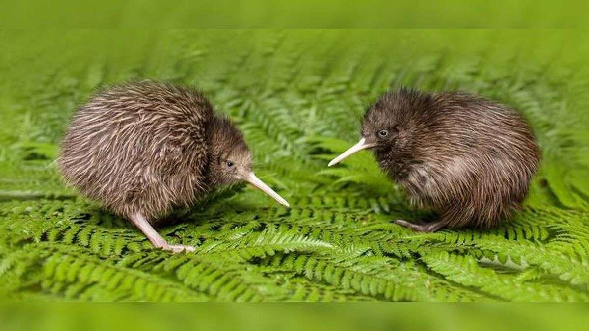 Kiwi- Zeeland Berria pussel på nätet