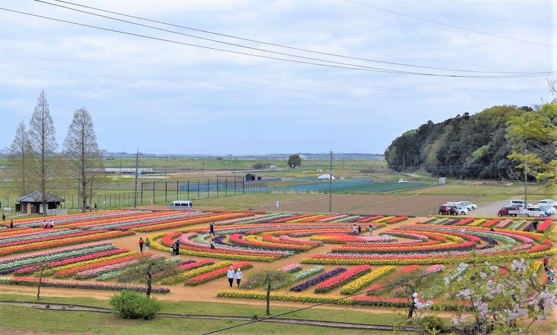 parque de tulipanes en flor rompecabezas en línea
