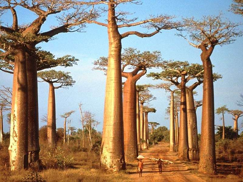 Baobab-Bäume Online-Puzzle