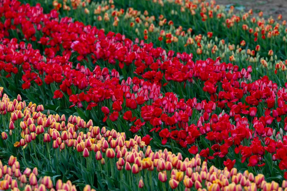 kleurrijk tulpenveld online puzzel