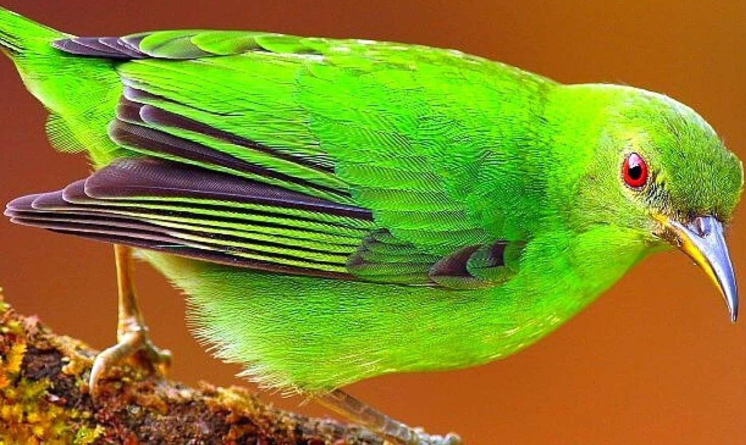 Uccello verde puzzle online