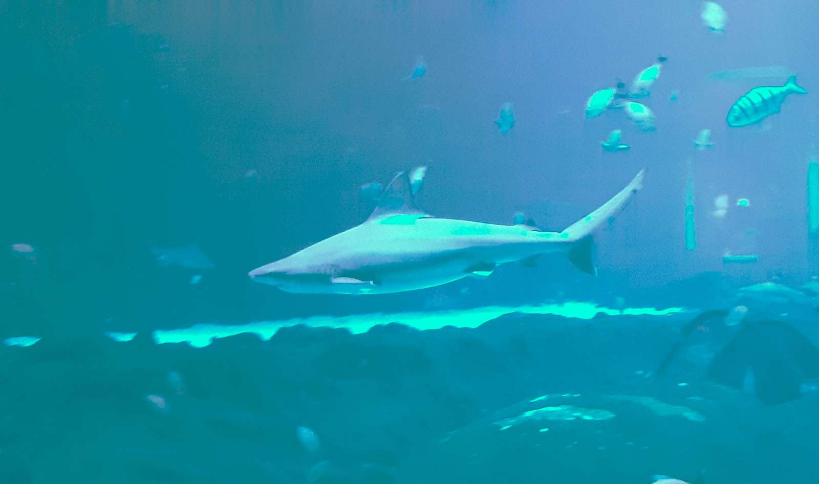 Requin à l'Orientarium puzzle en ligne