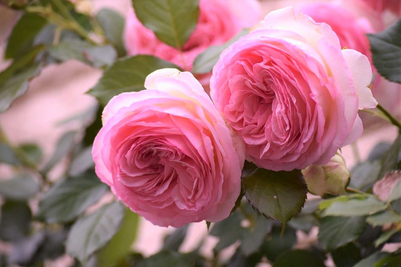 Рози, които се сгушват една в друга онлайн пъзел