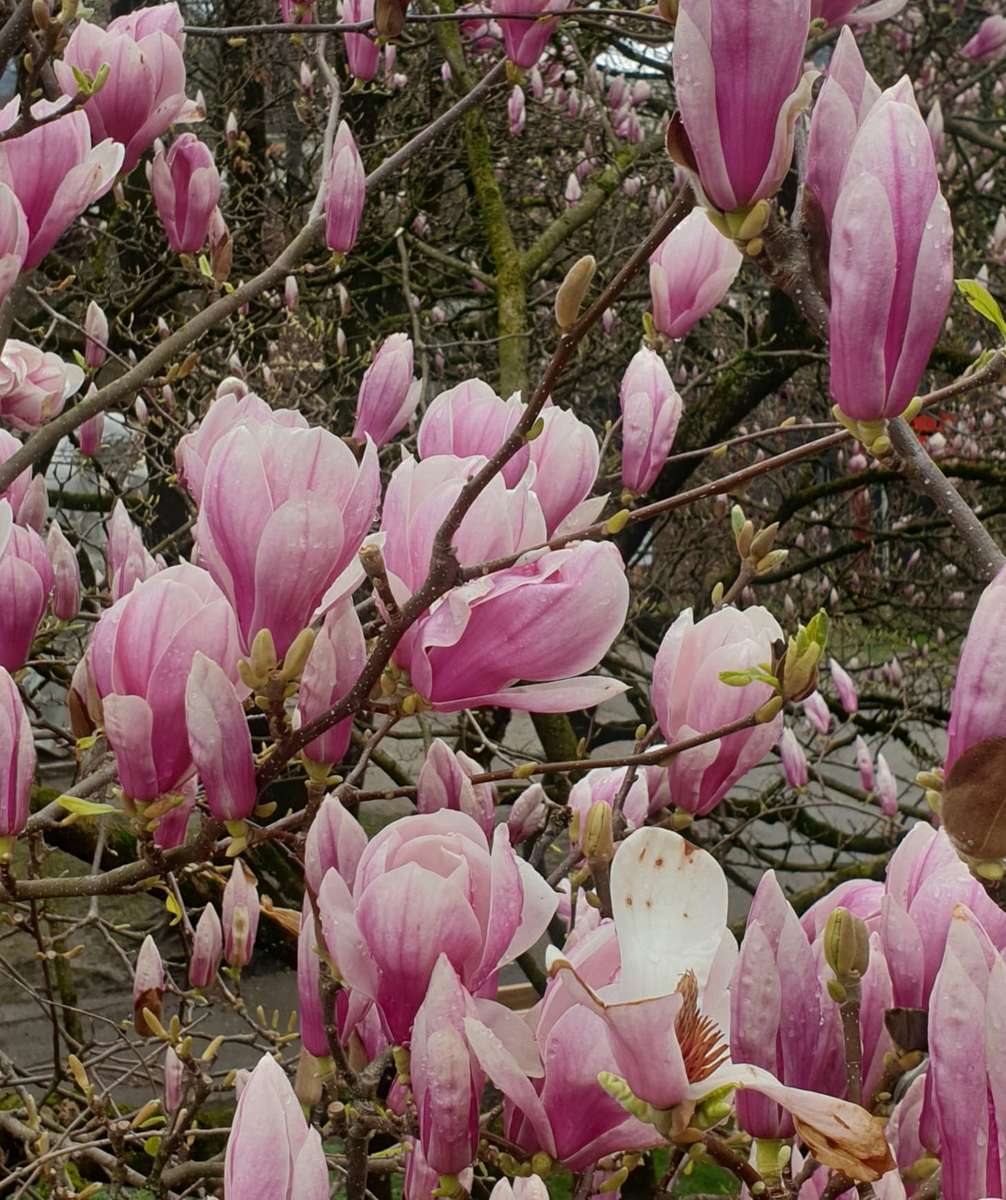Les magnolias printaniers fleurissent puzzle en ligne