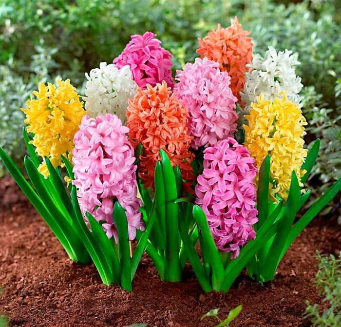 Hyacinty online puzzle