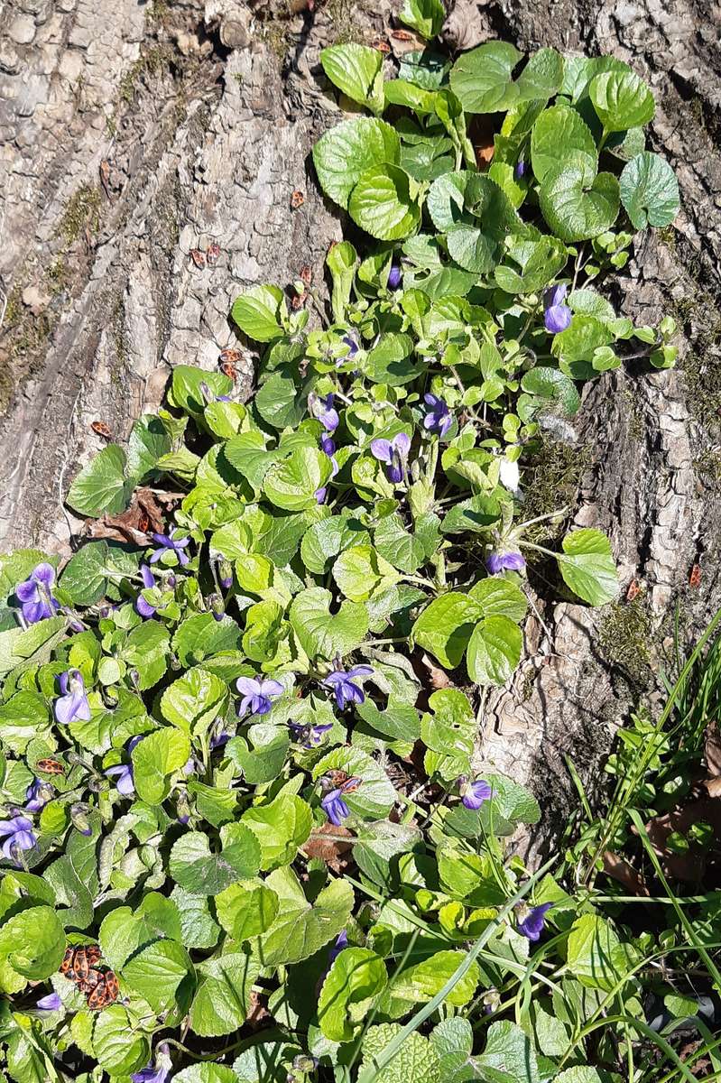 violete pe un trunchi de copac puzzle online