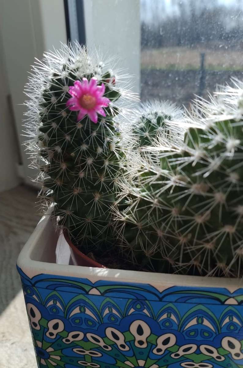 cactus en flor en una maceta rompecabezas en línea
