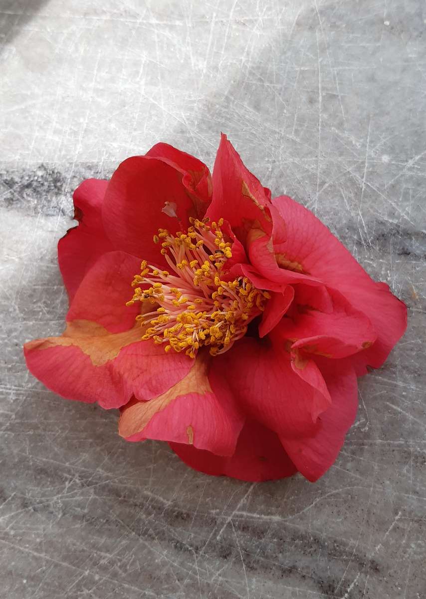 flor de hibisco no parapeito da janela puzzle online