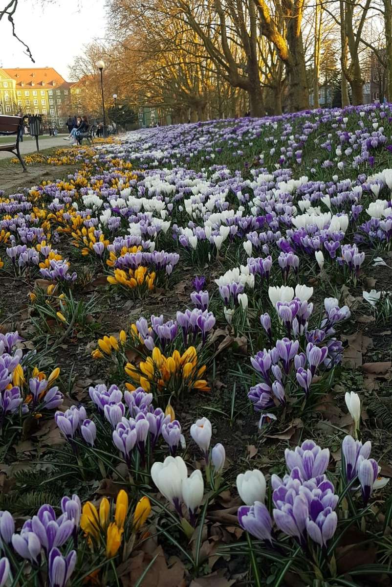 luncă de primăvară plină de flori puzzle online