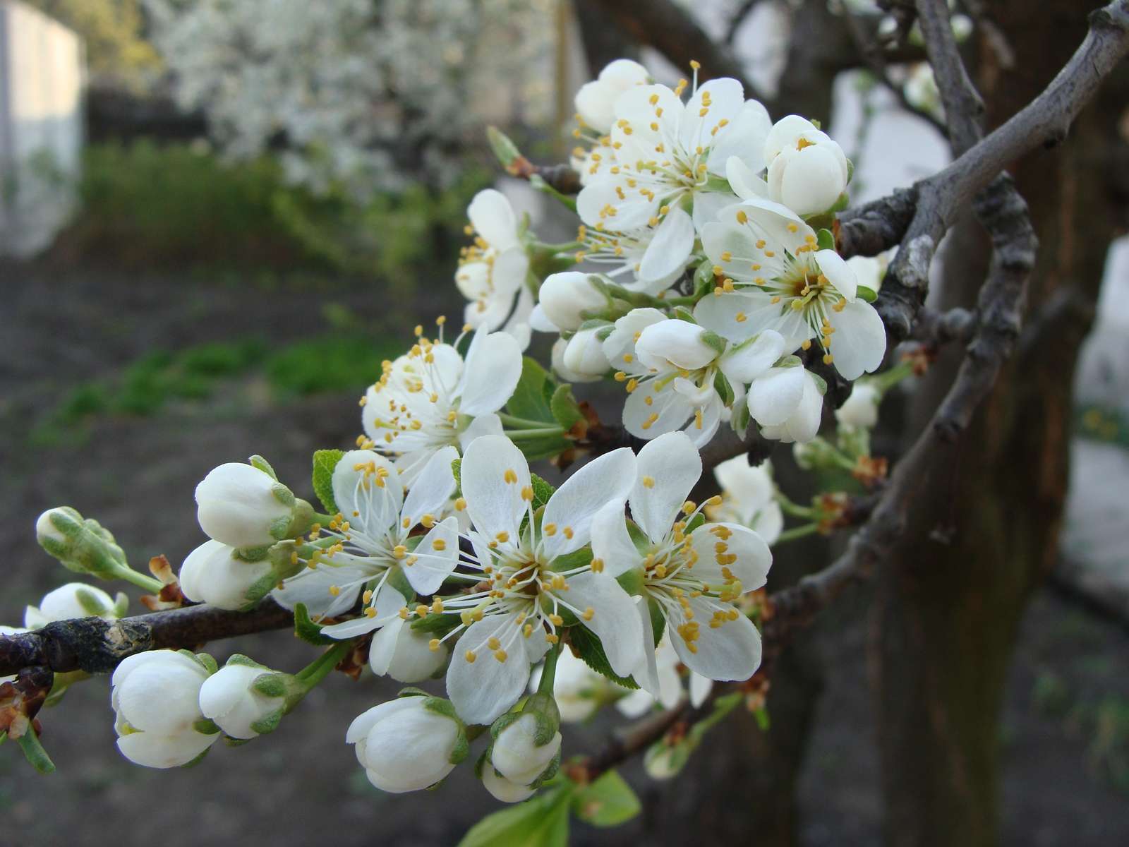 Třešňové květy skládačky online