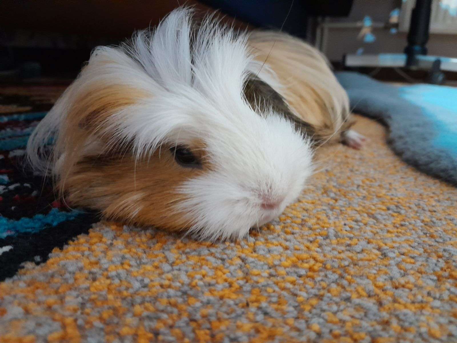 A guinea pig named Tosia online puzzle