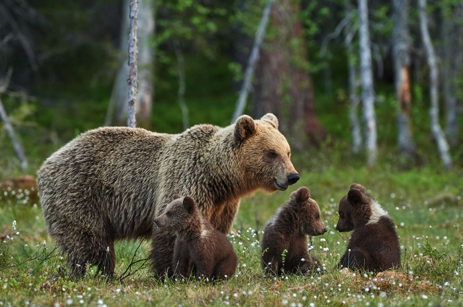 Медведица с медвежатами пазл онлайн