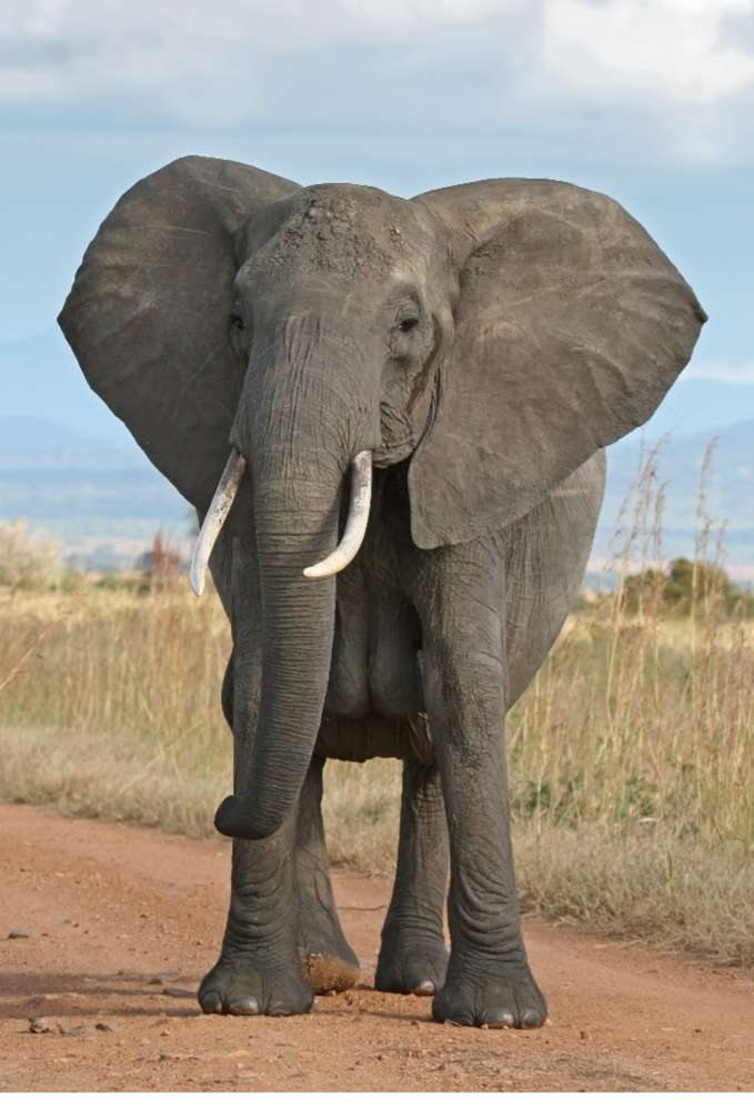 Un fel de elefant puzzle online