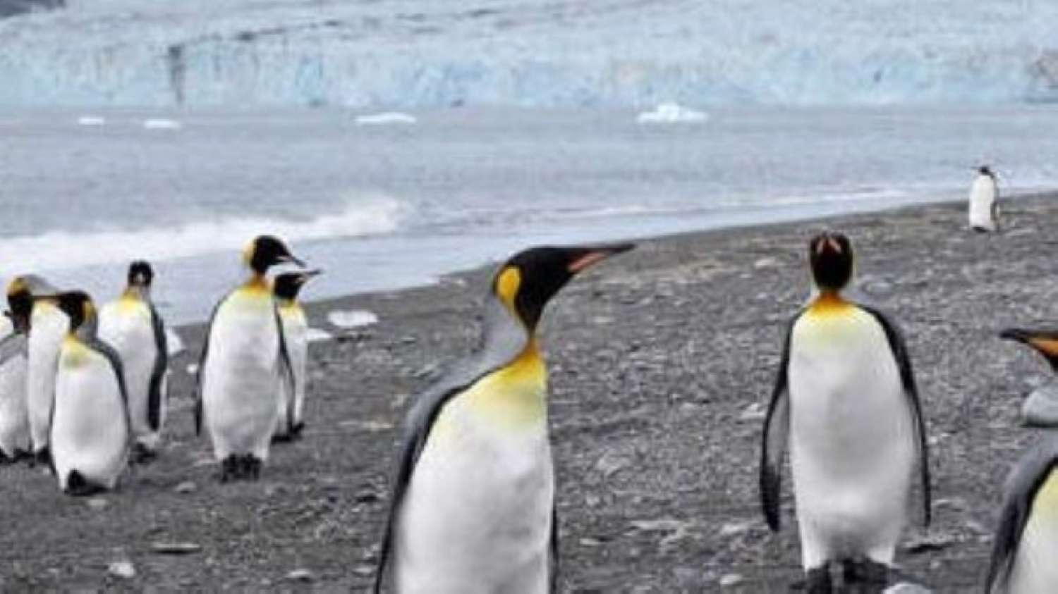 Семейство пингвини онлайн пъзел