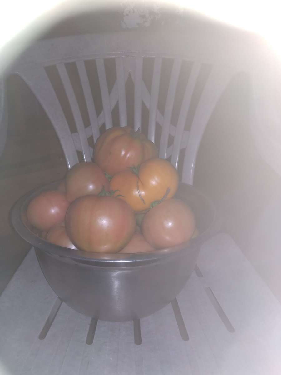 помидоры пазл онлайн