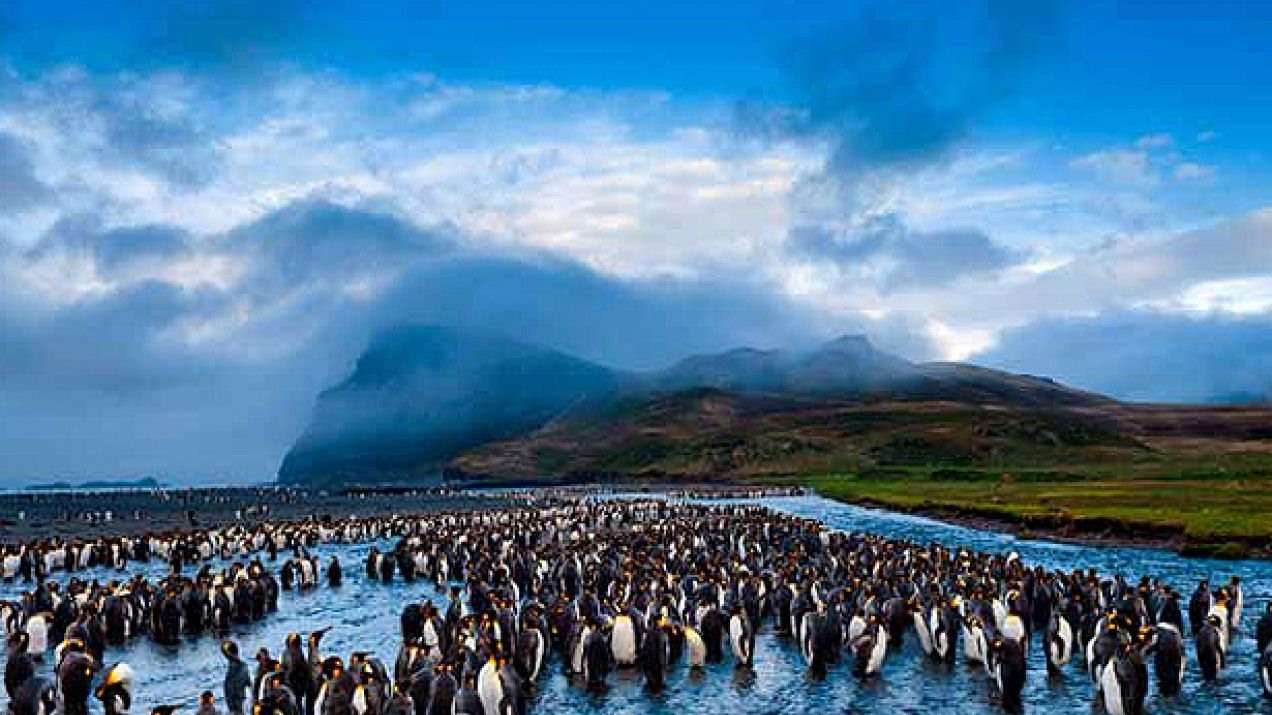 Královští tučňáci online puzzle