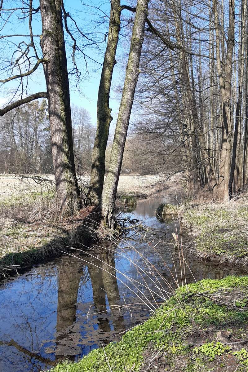 Un río en el parque de Nałęczów. rompecabezas en línea