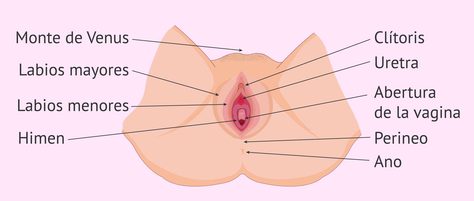 Fortplantningssystem för kvinnor pussel på nätet
