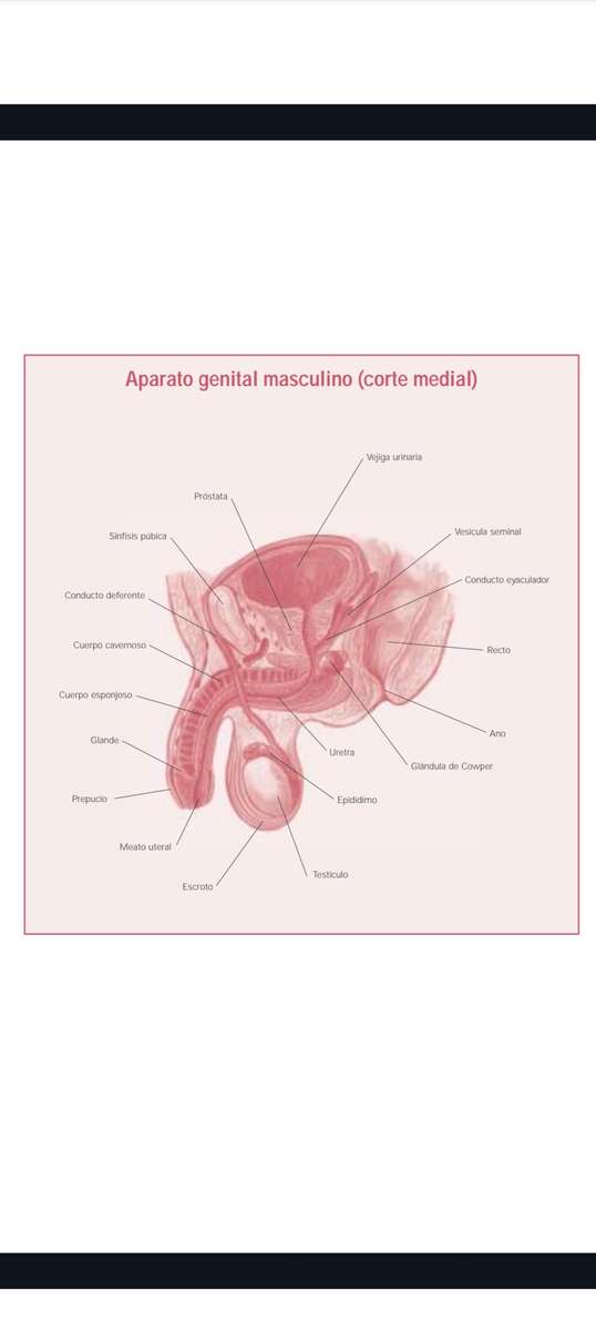 Мъжка репродуктивна система онлайн пъзел