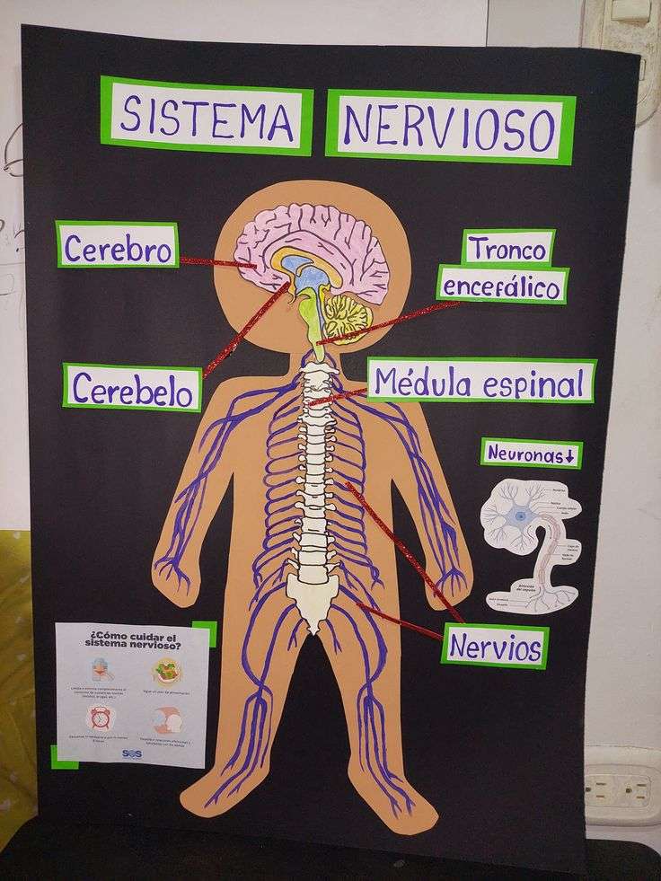 Sistema Nervioso rompecabezas en línea