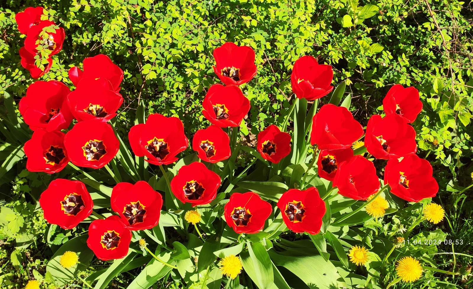 Tulpen badend in de zon legpuzzel online
