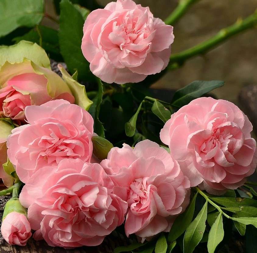 Розови карамфили онлайн пъзел