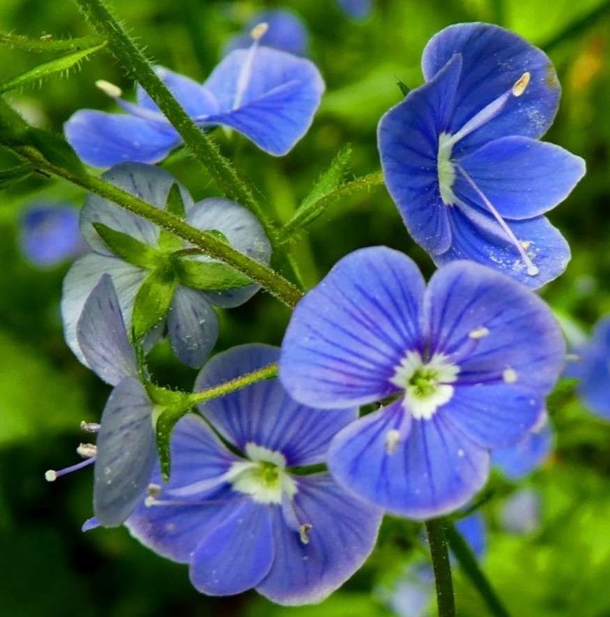 Сини горски цветя. онлайн пъзел