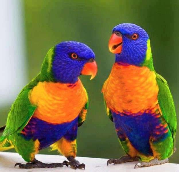 Два попугая онлайн-пазл