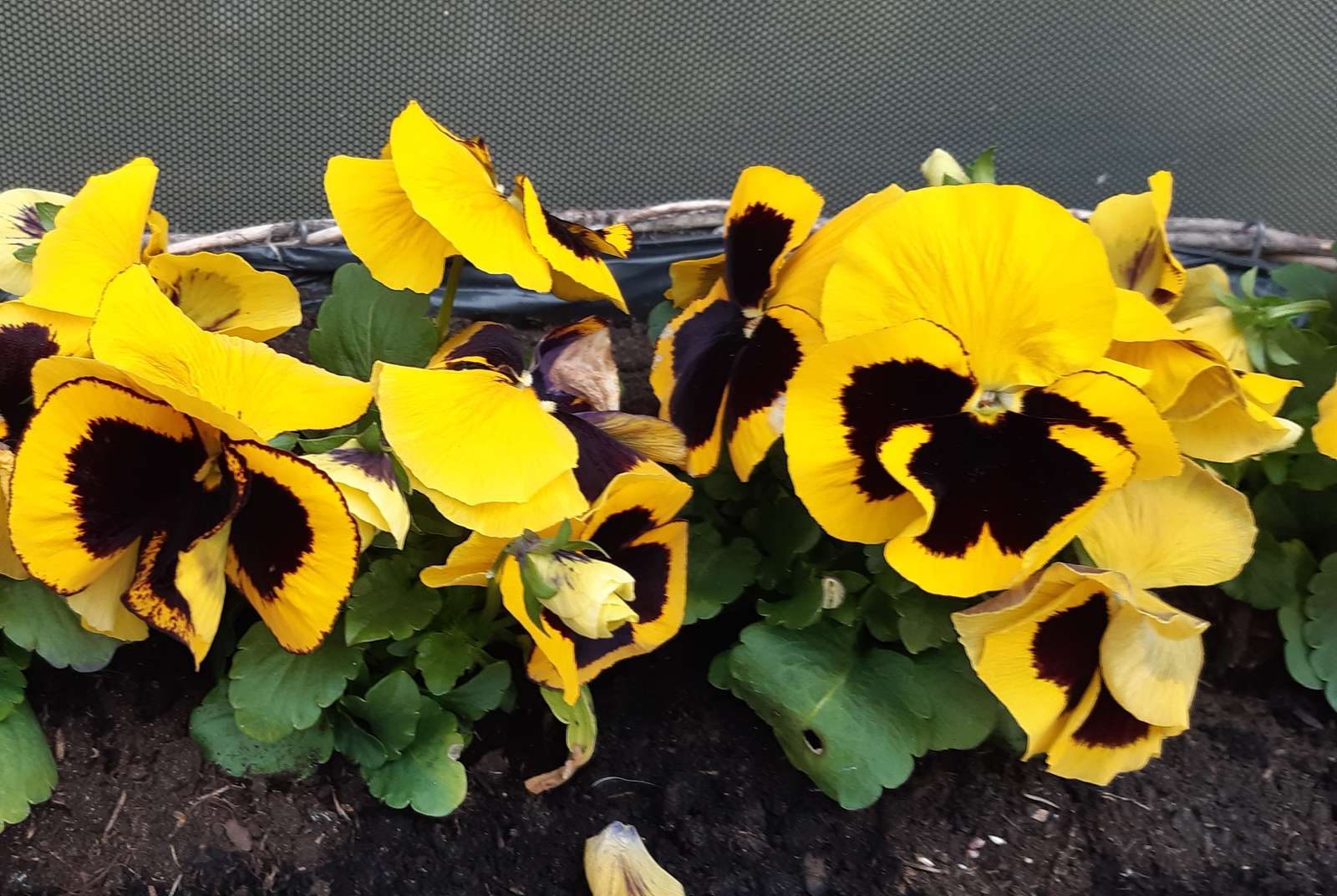 amores-perfeitos amarelos da primavera quebra-cabeças online