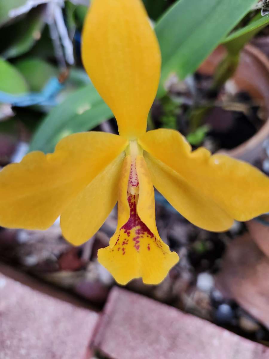 prim-plan al unei flori galbene puzzle online