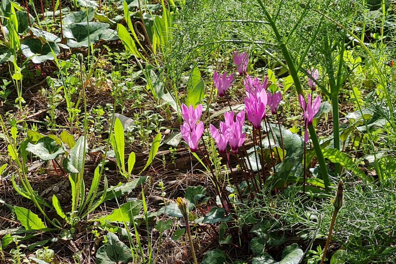 Janeiro e um gramado verde com violetas quebra-cabeças online
