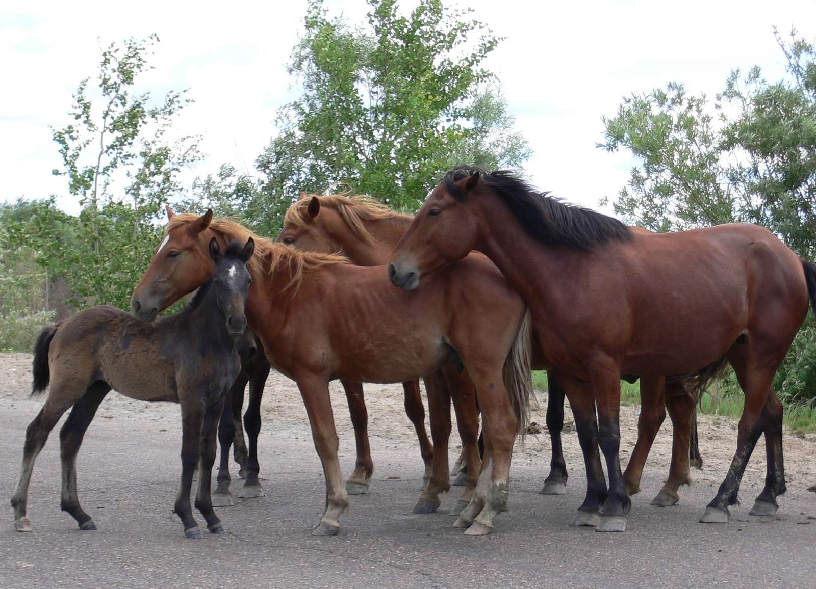 Bashkortostan. Horses online puzzle