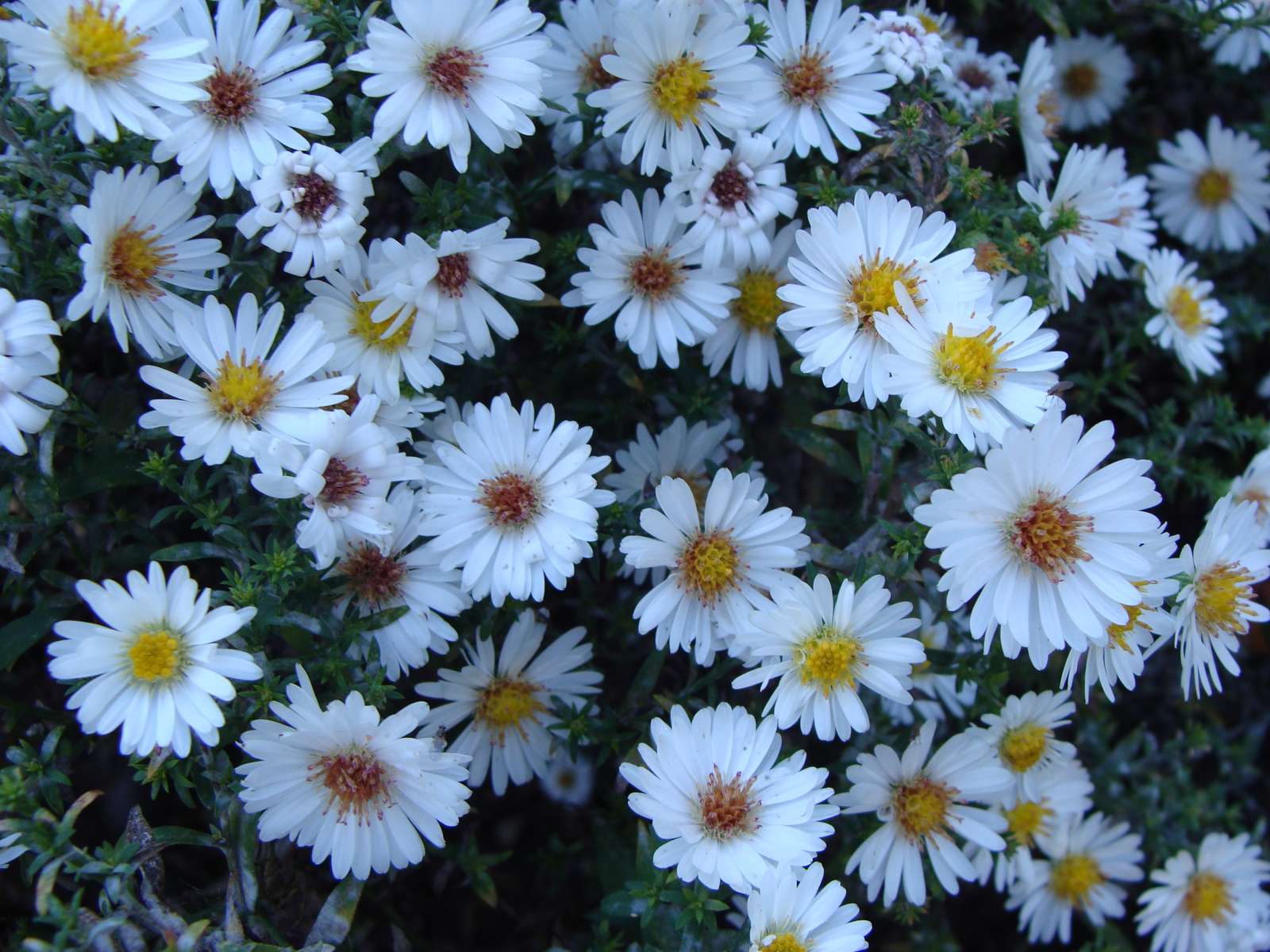 Wunderschöne weiße Blüten Puzzlespiel online