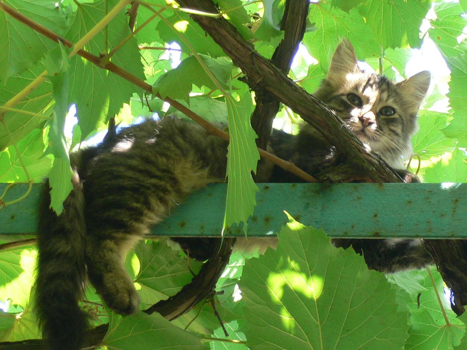 Коте в грозде онлайн пъзел