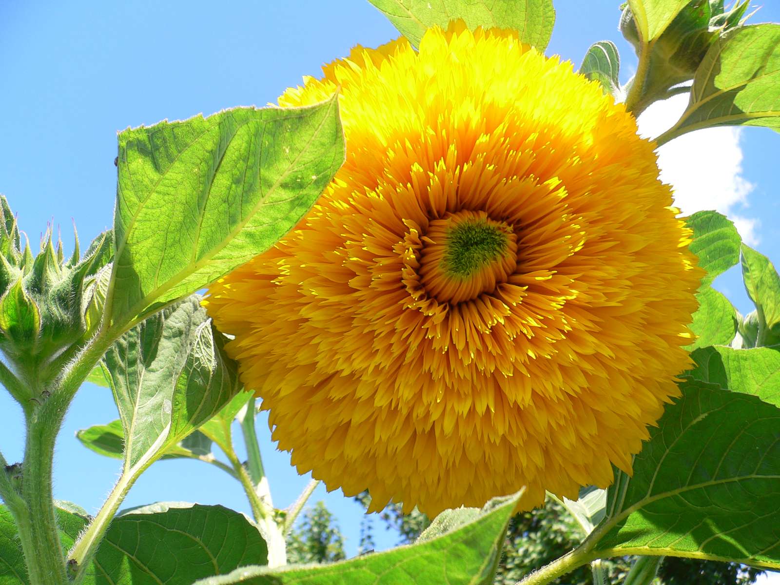 Decorative sunflower online puzzle