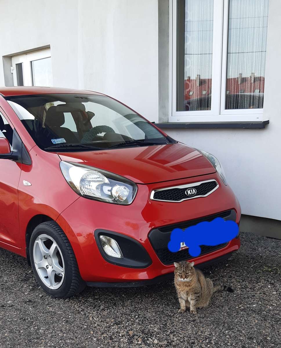 car and cat jigsaw puzzle online