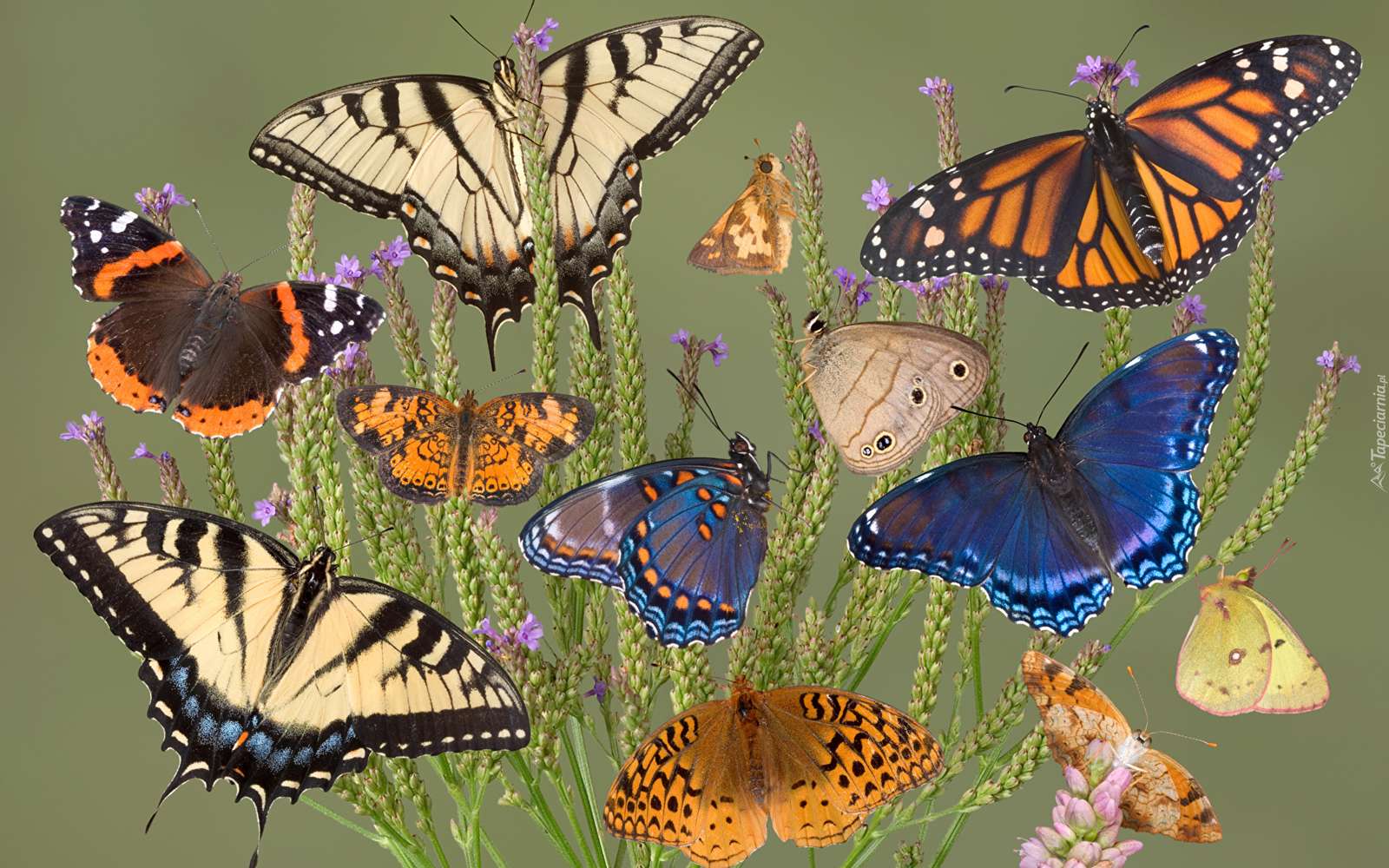 Motýli nad květinami online puzzle