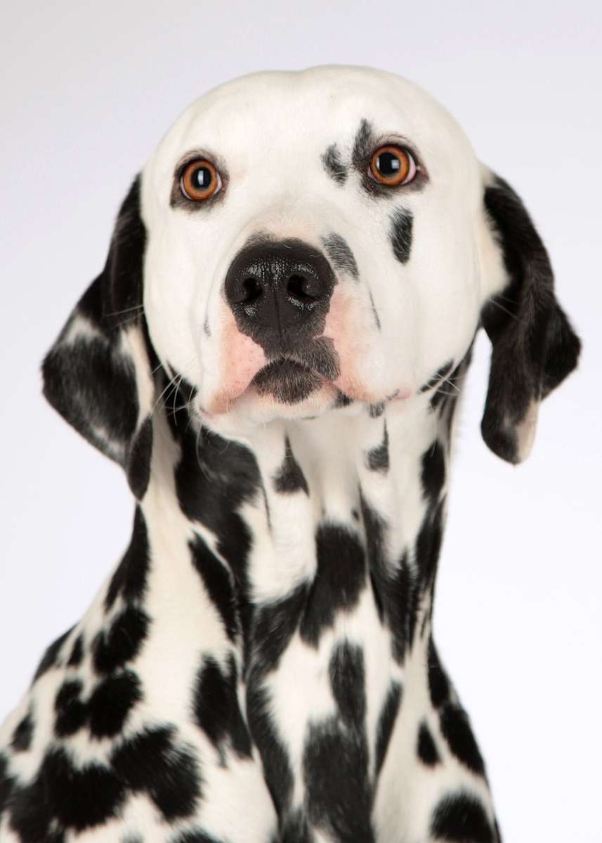 Dalmatische hond online puzzel