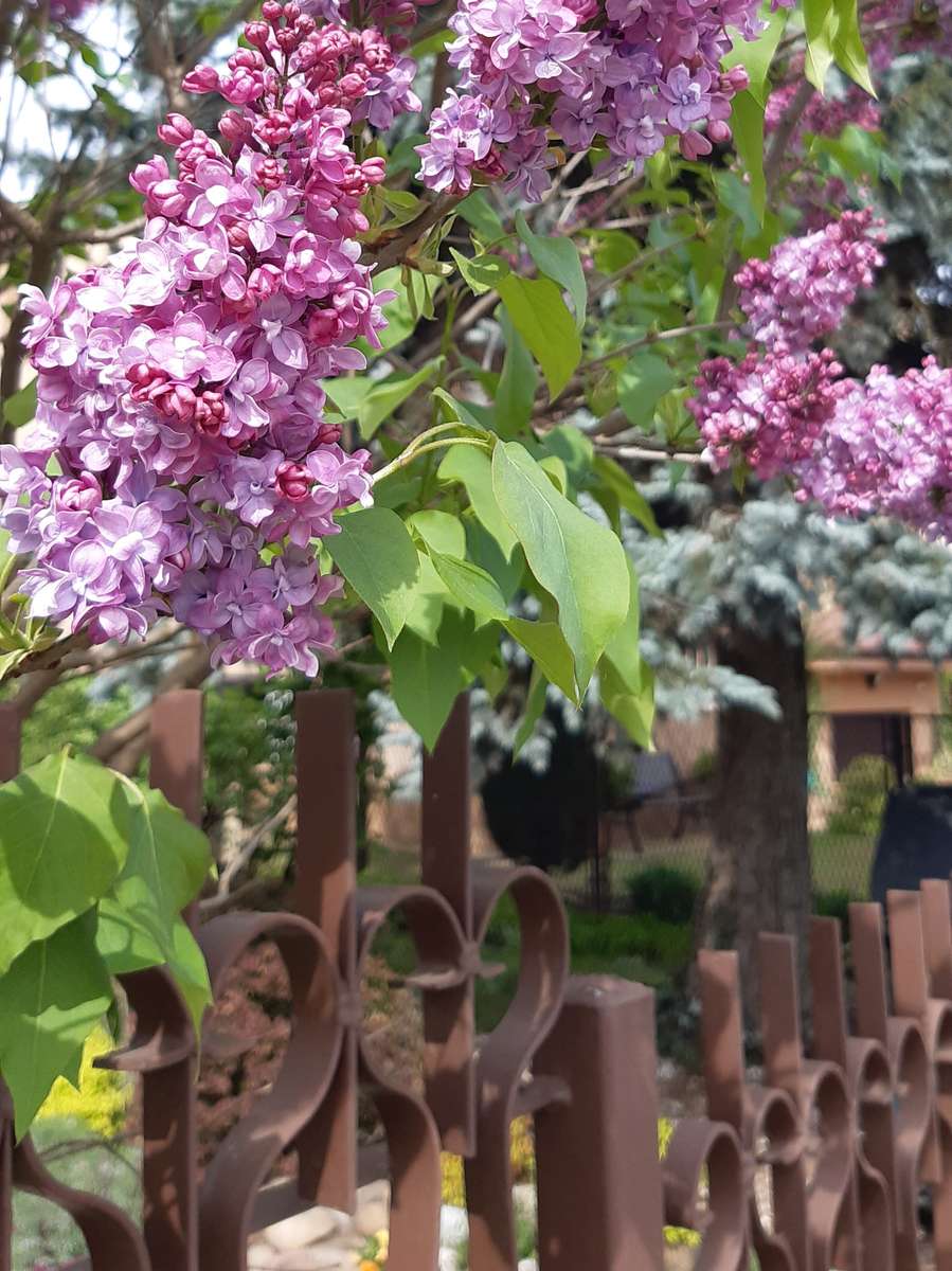 blooming lilacs and a fence online puzzle