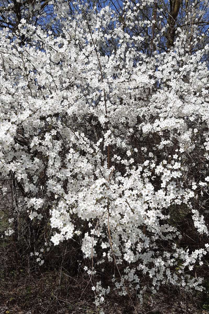 vit buske på våren pussel på nätet