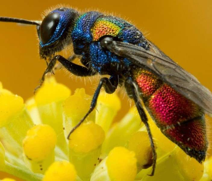 American wasp online puzzle