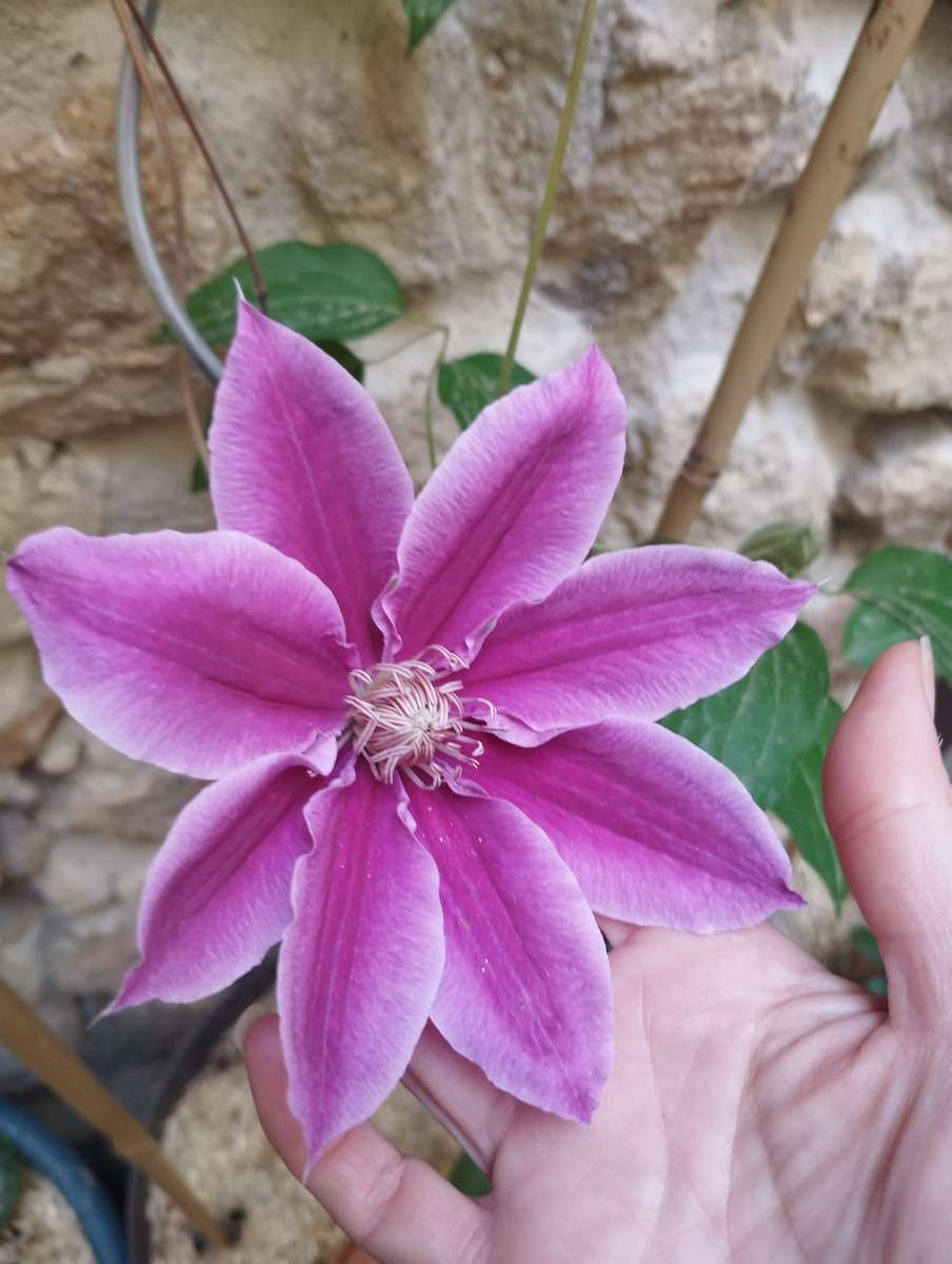 Clematis. jigsaw puzzle online