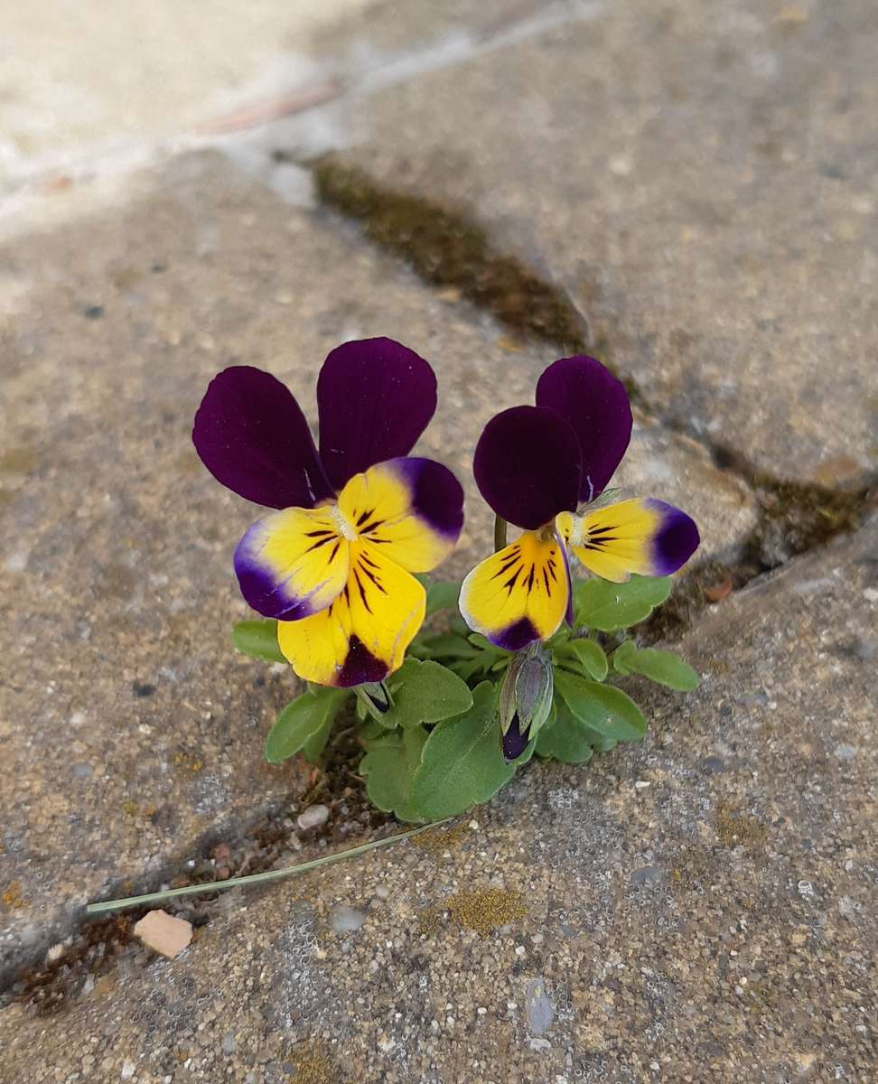little pansies on the street jigsaw puzzle online