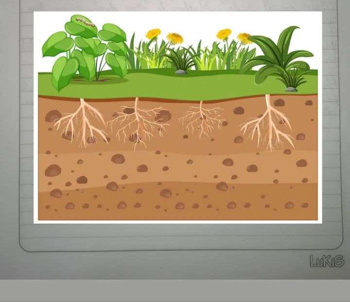 De planten legpuzzel online