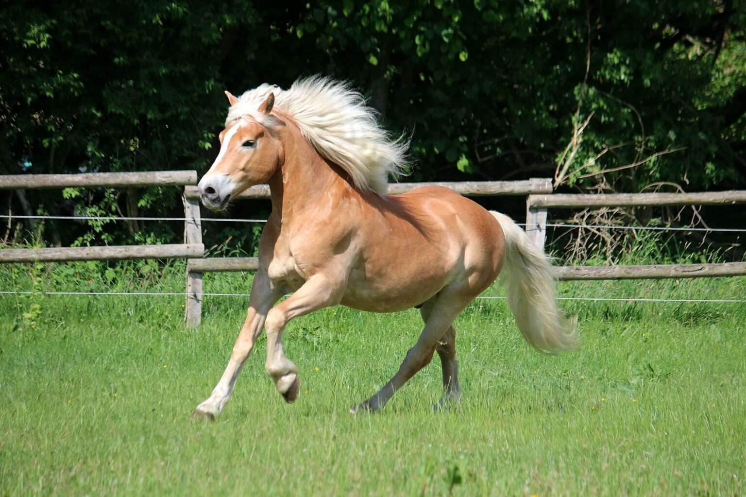 pony op schoot legpuzzel online