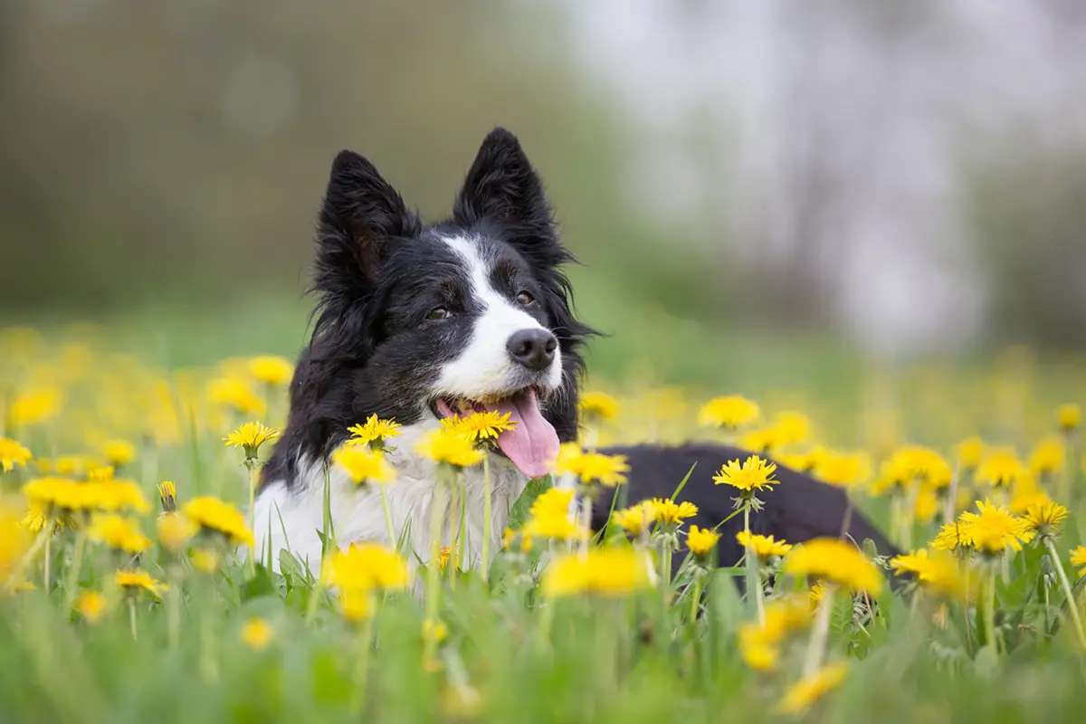 σκύλος με λουλούδια online παζλ