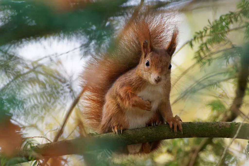 Das Eichhörnchen Puzzlespiel online