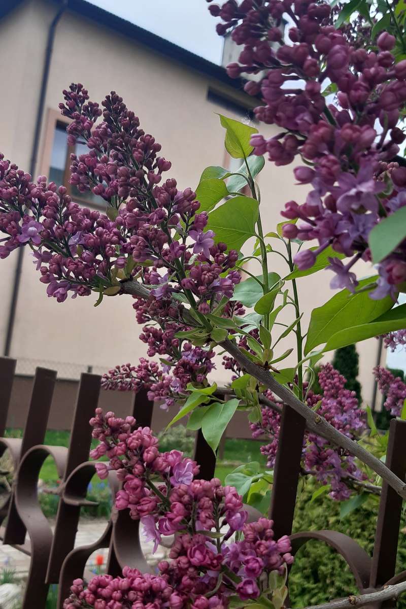 blooming lilac bushes against the background of the house online puzzle