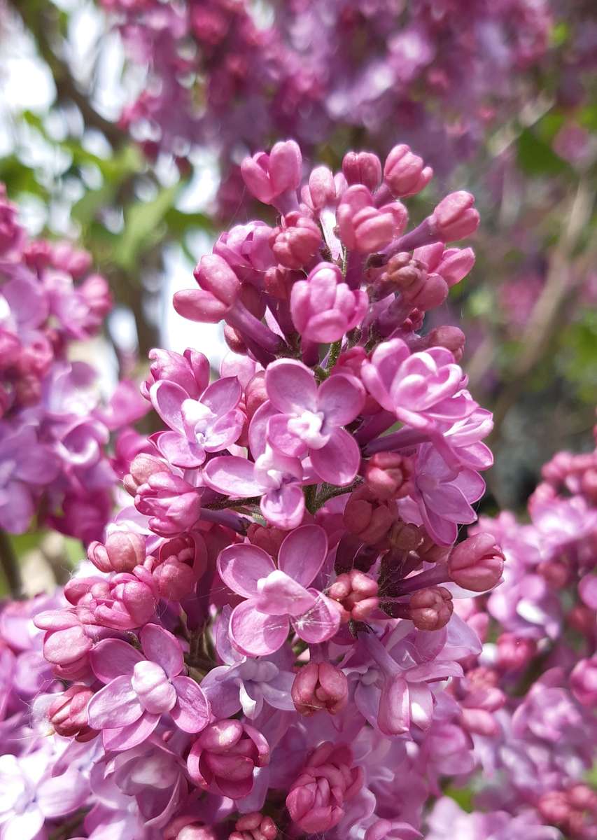 hermosas, fragantes y coloridas lilas de mayo rompecabezas en línea