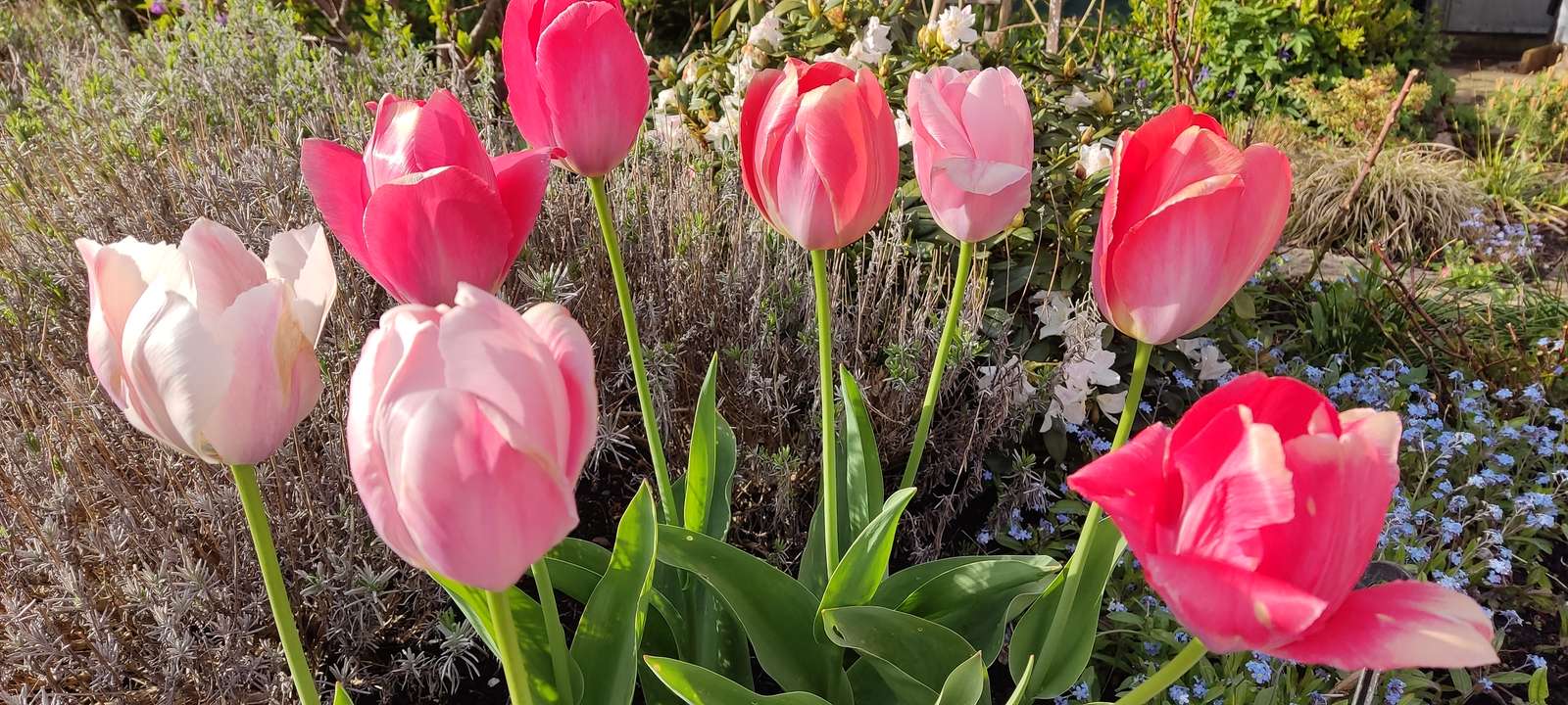 Tulipanes rosas rompecabezas en línea